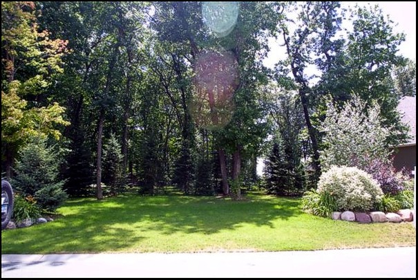 Lots of Trees!