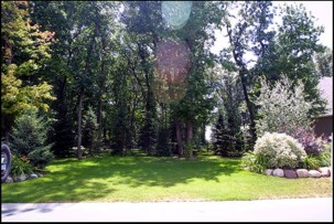 Lots of Trees!